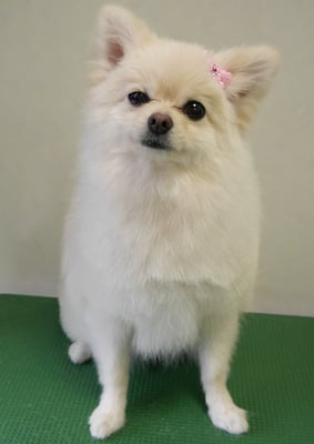 千葉チビちゃん