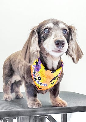 青野チャチャちゃん