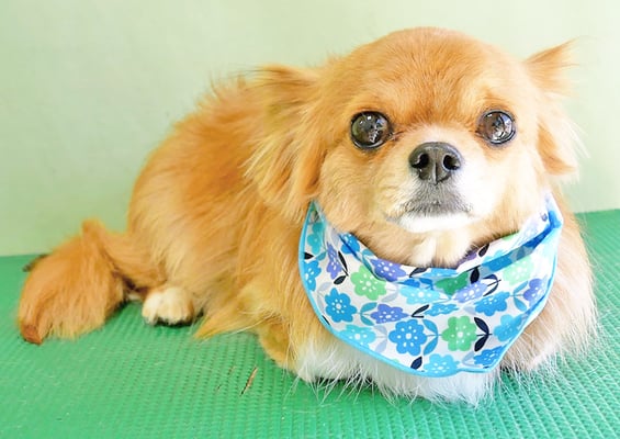 杉野フィリオちゃん