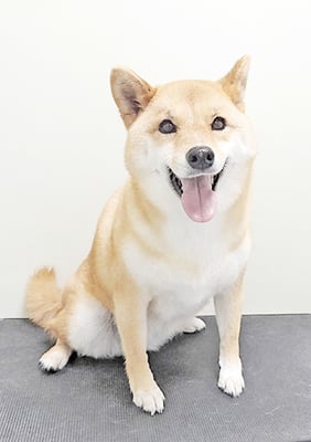 八木アズキちゃん