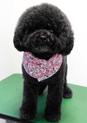 奥平アクアちゃん