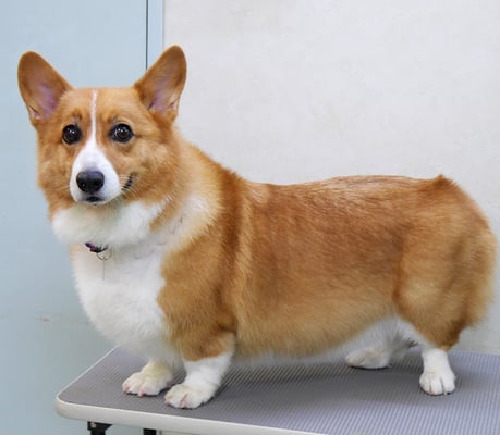 田中ベックちゃん