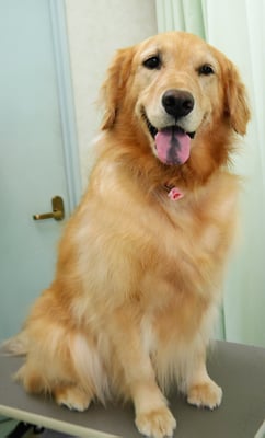 菊川チェリーちゃん