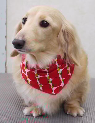 鳥越ハッピーちゃん