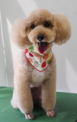 岩元アップちゃん