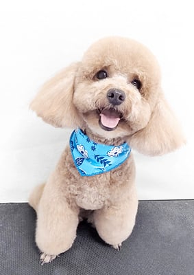 佐多ぶいちゃん