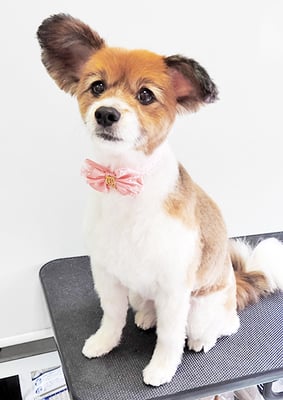 玉利ゆずちゃん