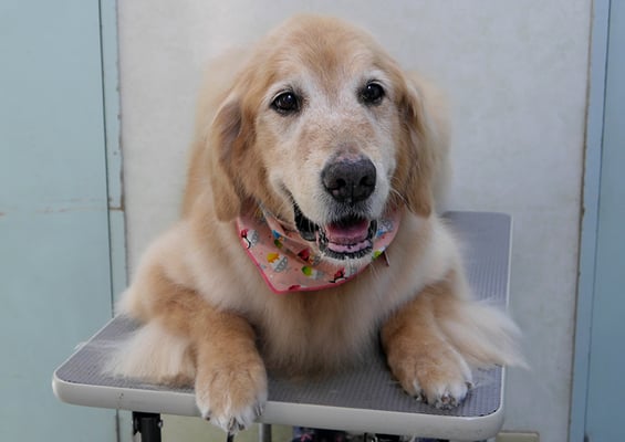 園田ファミレちゃん