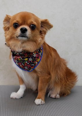 杉野フィリオちゃん