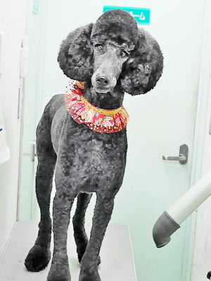 中野小豆ちゃん