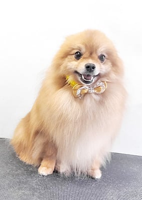 大井ポンタちゃん