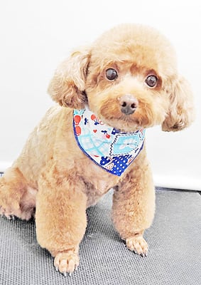 新屋敷コウちゃん