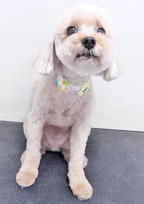 鎌田ミントちゃん