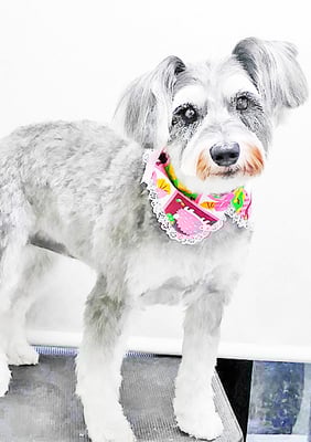 迫田プーちゃん