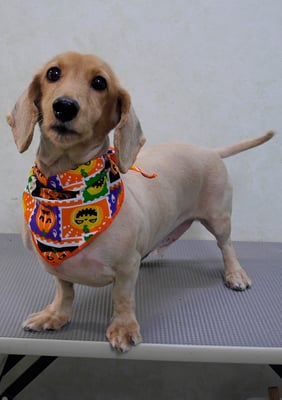 宮嵜エッヂちゃん