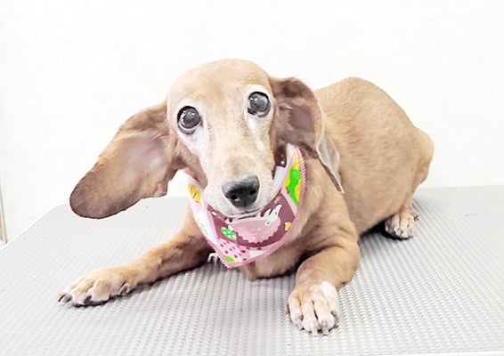 別府モモちゃん