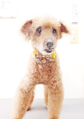 前田ソルファちゃん