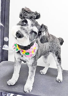 西留ココちゃん