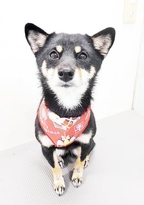 登あんこちゃん