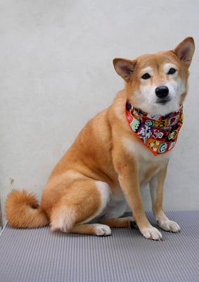 有馬コナツちゃん