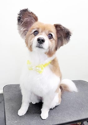 玉利ゆずちゃん