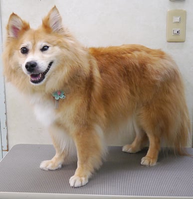 村松ゴンちゃん