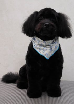 菅原クーちゃん