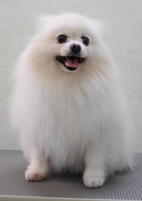 森崎ピュアちゃん