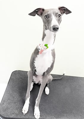 宮下レジーナちゃん