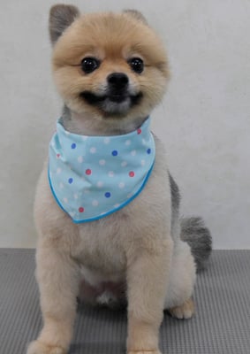 福寿コロちゃん