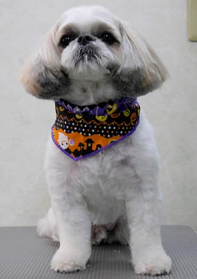 飯田シシマルちゃん