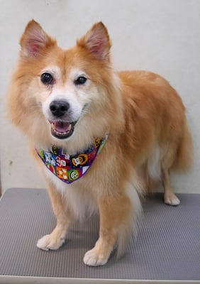 村松ゴンちゃん