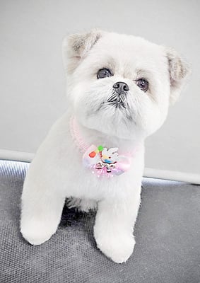 太崎ちゅらちゃん