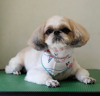 飯田シシマルちゃん