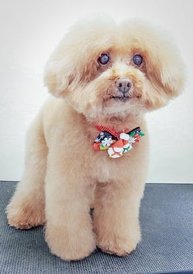 岡本ココアちゃん