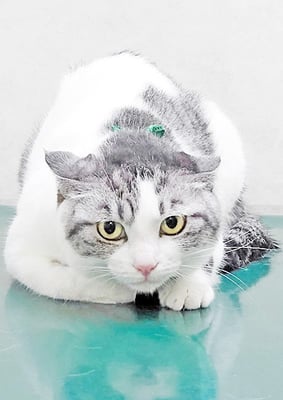 石田ふゆちゃん