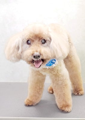 米澤ミントちゃん