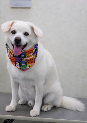 宮屋敷ボンタちゃん