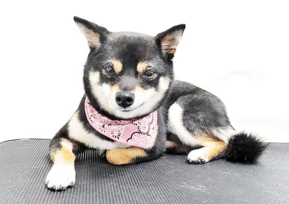 中尾あんずちゃん