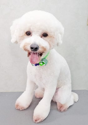 石元ポチャちゃん