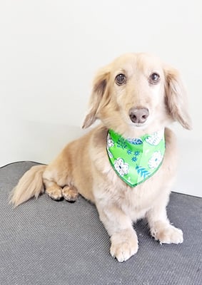 片山マルルちゃん