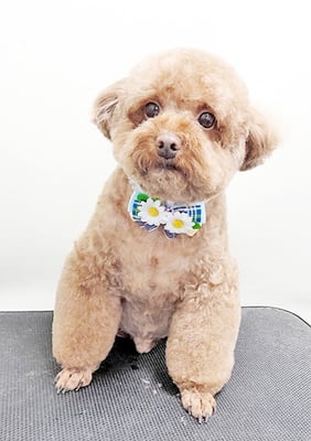 新屋敷コウちゃん