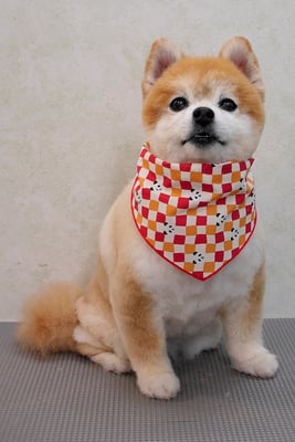 別府ろなちゃん