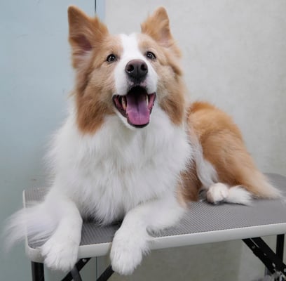 森本アンズちゃん