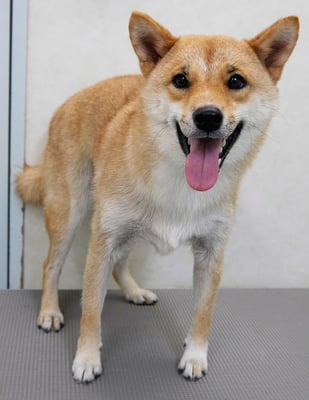 森崎アズキちゃん