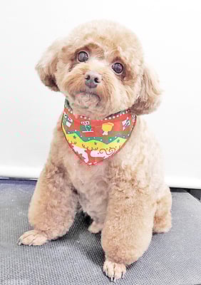 新屋敷コウちゃん