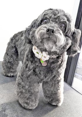 菅原クーちゃん