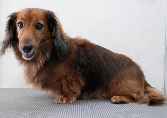 中塚チャロンちゃん