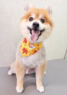 皆元シュワちゃん