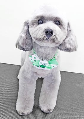 田中ロビンちゃん